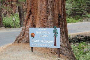 Adventure Yosemite with kids giant redwood sequioa tress